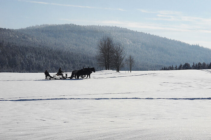 Pferdeschlittenfahrt Pferdeschlittenfahrt im Bayerischen Wald